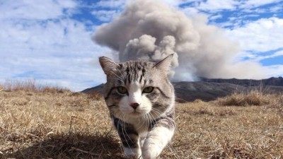 cat xplosion