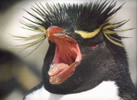 penguin screaming